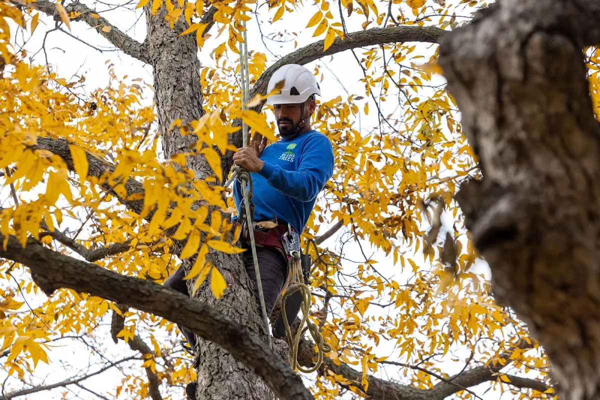 Skilled Tree Trimming crew working in Pahala