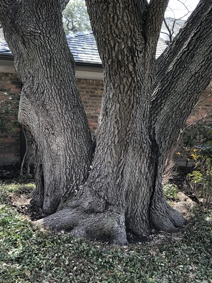 Mature heritage tree close to a Pahala property cared for by certified arborists